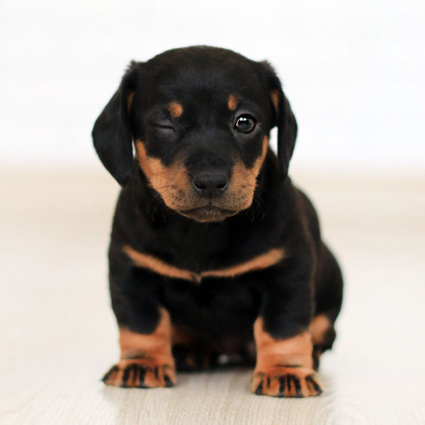 5 Tips to keep your little Pup Healthy
