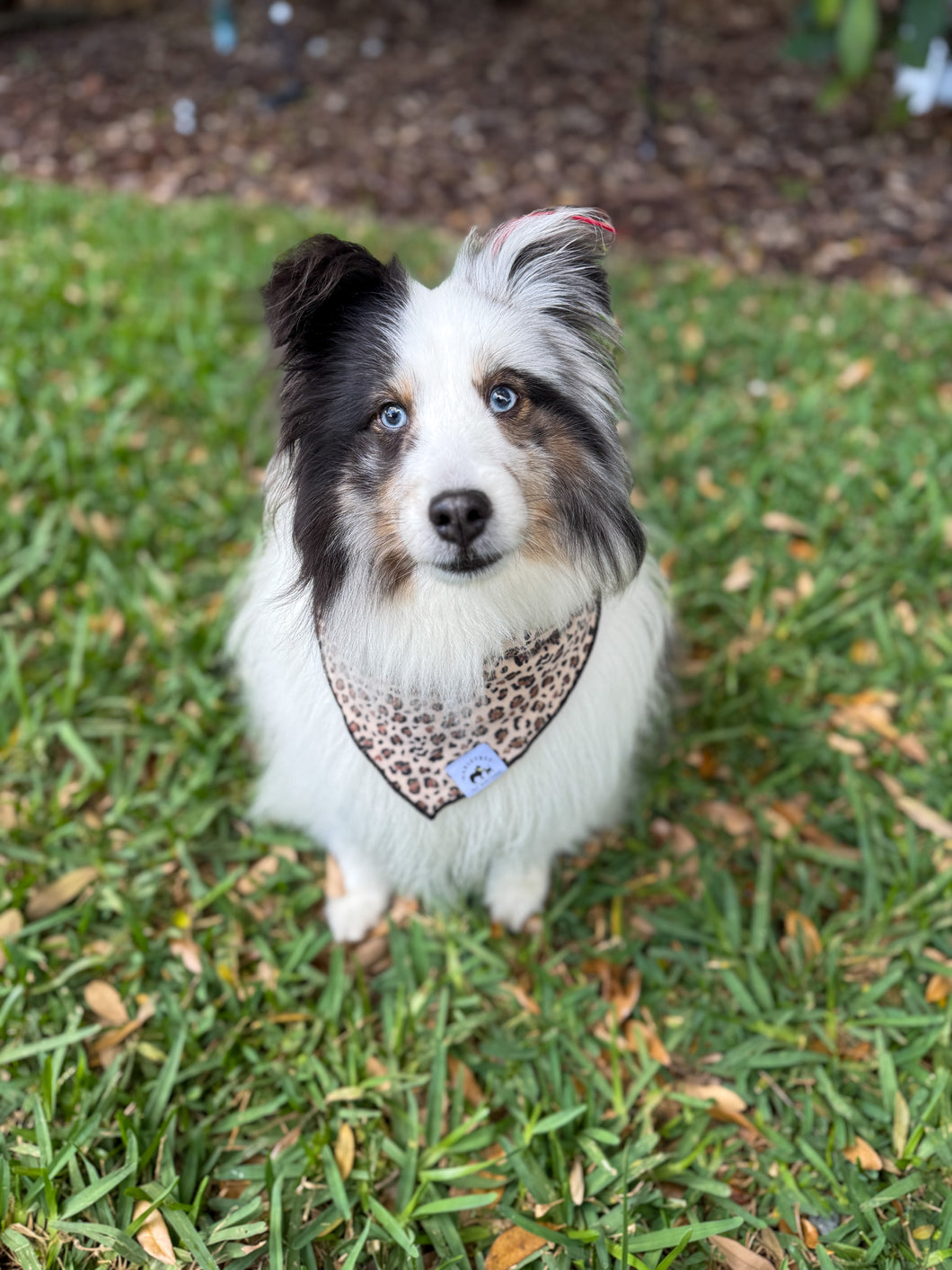 Animal Bandana